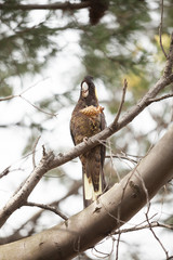 Yellow-tailed Black Cockatoo