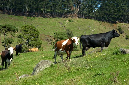 coes and bull