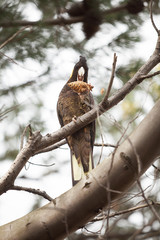 Yellow-tailed Black Cockatoo