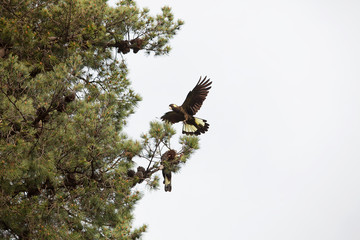 Yellow-tailed Black Cockatoo