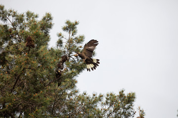 Yellow-tailed Black Cockatoo