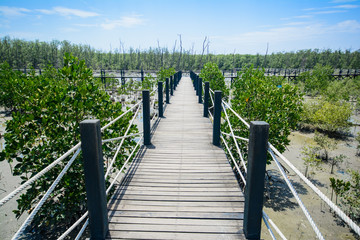 Fototapeta na wymiar Mangrove forest.A plant which grows in low tide and high tide. Coastal Areas Estuary or bay