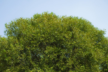 Green forest with blue sky