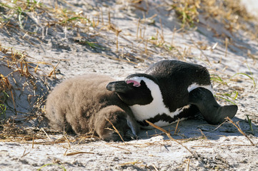 African Penguin ~アフリカペンギンの親子~