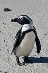 African Penguin ~アフリカペンギン~