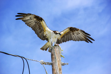 Osprey with a Fish
