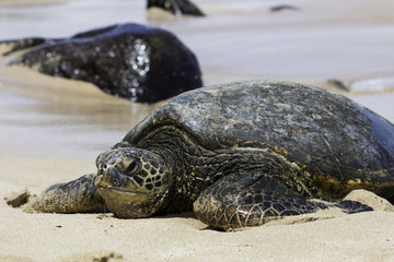 Hawaiian Sea Turtle