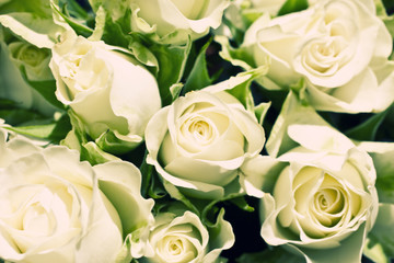 Background from white roses with green leaves