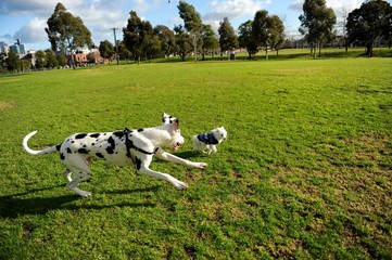 Fototapeta premium Dalmatian chasing a cute little Japanese spitz puppy