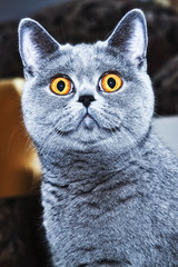 grey british cat close up