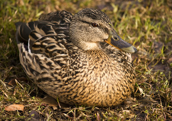Duck sitting on a grass