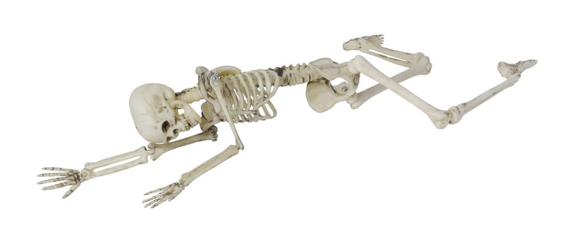 Skeleton Laying Partially Prone and Sideways