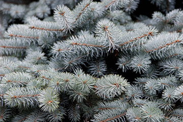 Branches of blue spruce