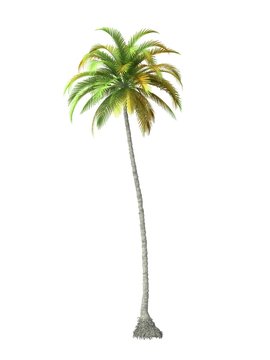 tropical plant tree