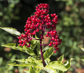 Red elderberry (Sambucus racemose) berries
