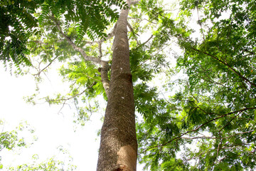 Fototapeta premium Tree / a picture of high tree at Phatthalung province, Thailand 
