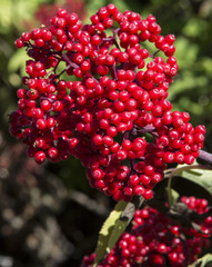 Red elderberry (Sambucus racemose) berries