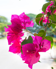 Paper flower or Bougainvillea