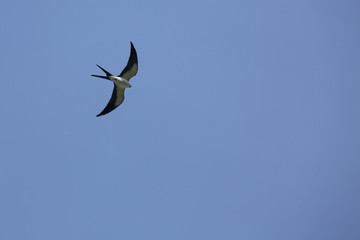 Swallow tail kite soaring over wetlands of central Florida, spri