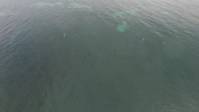 Stock aerial footage of Australian bottle nose dolphins swimming and playing on sea surface in still calm ocean in sea around yorke peninsula south australia. Featuring marine life.