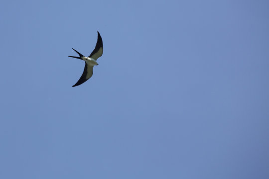 Swallow tail kite soaring over wetlands of central Florida, spri