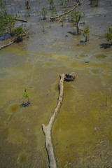 Mangrove forest.A plant which grows in low tide and high tide. Coastal Areas Estuary or bay
