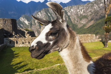 Fototapeta premium Alpaca at Machu Picchu, Peruvian Historical Sanctuary and a Wo