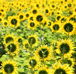 Tuscany sunflowers with blurred background.