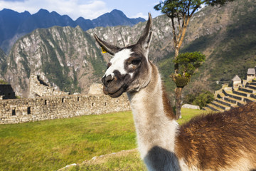 Alpaca at Machu Picchu, Peruvian  Historical Sanctuary  and a Wo