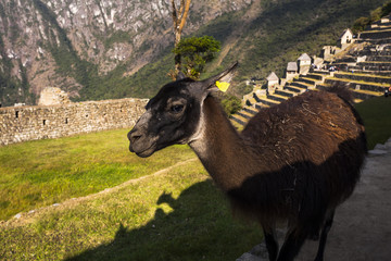 Alpaca at Machu Picchu, Peruvian  Historical Sanctuary  and a Wo