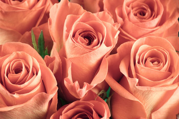 Rose flowers close-up