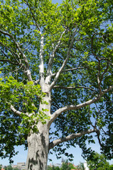 sycamore tree