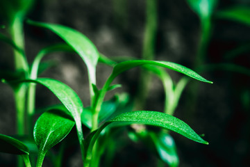 Green Sprout Growing From Dark Black Soil