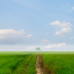 Fototapeta na wymiar Green rice field and blue sky for background