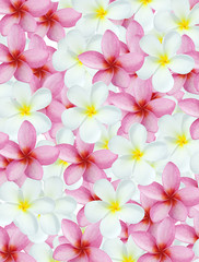 Fototapeta premium plumeria pattern background