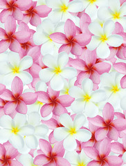 plumeria pattern background