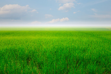 Green rice field and blue sky for background