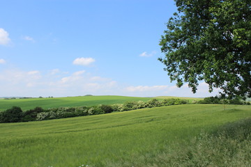 チェコ共和国のモラヴィア大草原