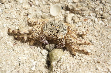 Coral crab