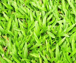 grass