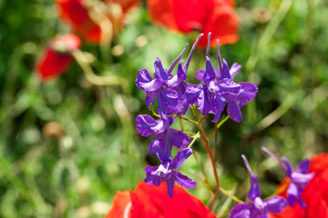 Wild purple flowers