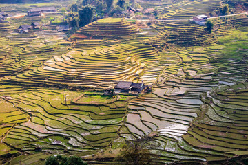 Fototapeta na wymiar Rice field terraces in Vietnam