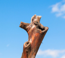 Dry bough
