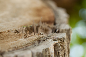 Cracked stump