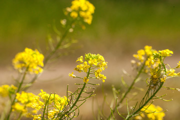 Fototapeta premium Rape flowers