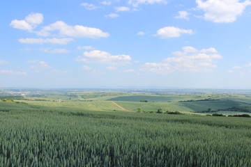 チェコ共和国のモラヴィア大草原