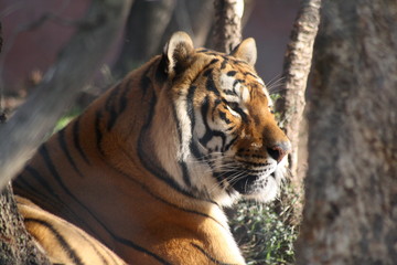 tigre