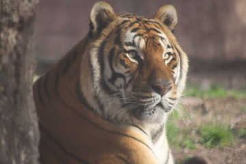 tigre