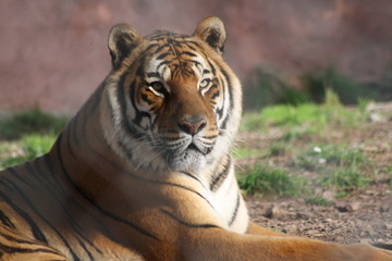 tigre