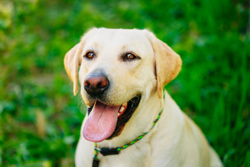 White Labrador Retriever Dog On Green Grass Background